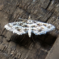 Diasemiopsis leodocusalis