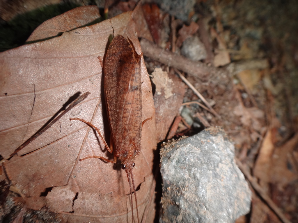 Ptilostomis postica