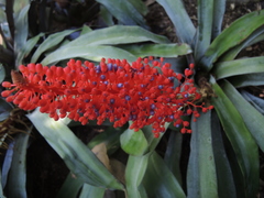 Aechmea fulgens