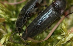 Melanotus castanipes