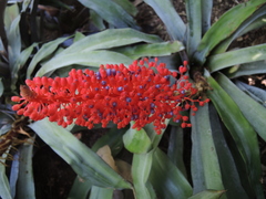 Aechmea fulgens