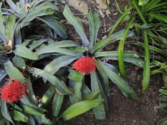 Aechmea fulgens
