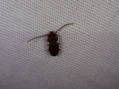Laemophloeus fervidus