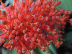 Aechmea fulgens