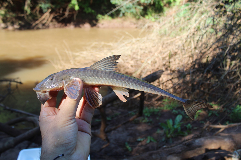 Spoonlip whiptail catfish (Loricariichthys anus) — Loricariidae
