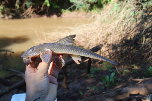Spoonlip whiptail catfish (Loricariichthys anus) — Loricariidae