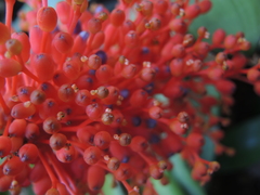 Aechmea fulgens