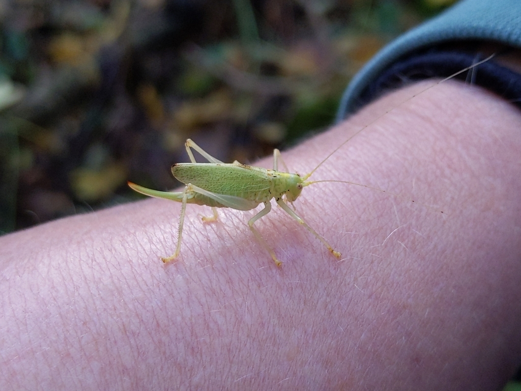 Oak bush-cricket (Meconema thalassinum)