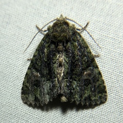 Phosphila miselioides