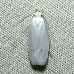 Antaeotricha albulella