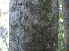 Pterocarpus acapulcensis