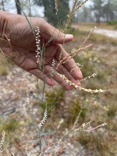 Image of Polygonella gracilis by no rights reserved