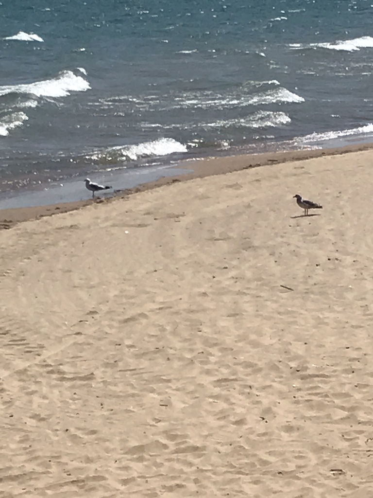 Ring-billed Gull from Lincoln Park, Chicago, IL, US on July 11, 2019 at ...