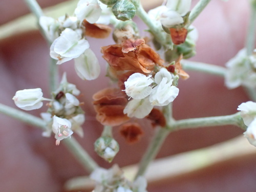 Image of Rio Grande Buckwheat (Eriogonum multiflorum) by (c) Cat, some rights reserved (CC BY)