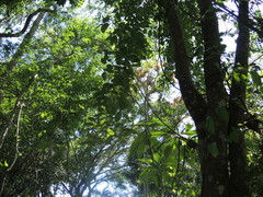 Pterocarpus acapulcensis