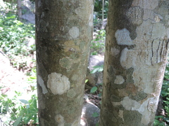 Pterocarpus acapulcensis