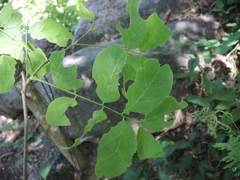 Pterocarpus acapulcensis