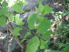 Pterocarpus acapulcensis