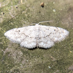 Idaea violacearia