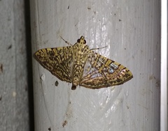 Glyphodes pulverulentalis