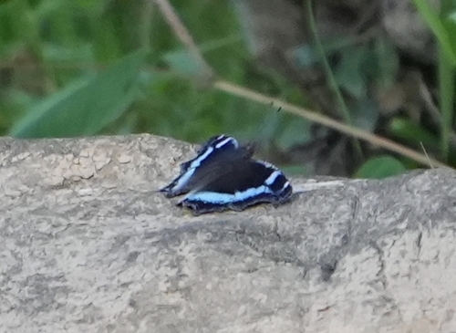 Blue Admiral