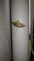 Glyphodes pulverulentalis