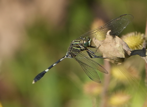 Slender Skimmer