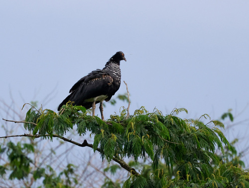 Horned Screamer