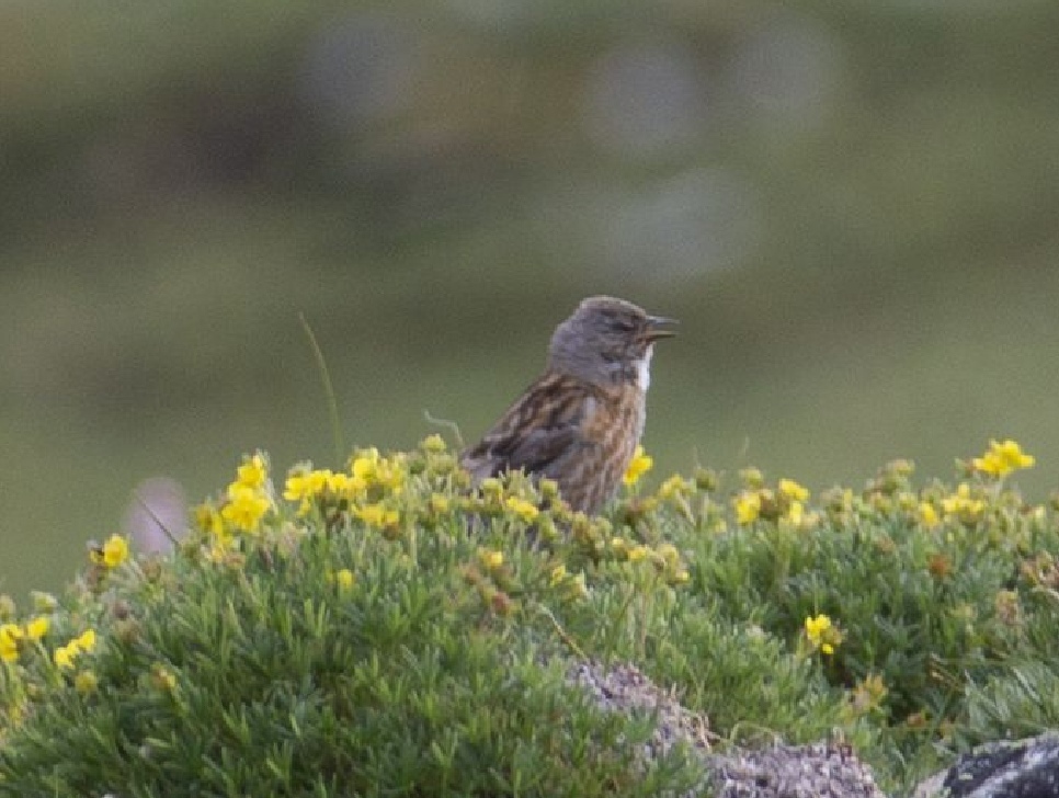 Altai Accentor