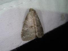 Hyperstrotia pervertens