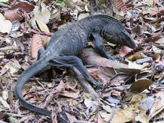 Roughneck Monitor photo 2