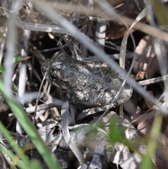 Hyla arenicolor
