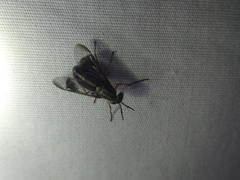 Chrysops univittatus