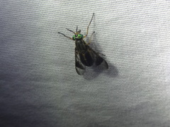 Chrysops univittatus