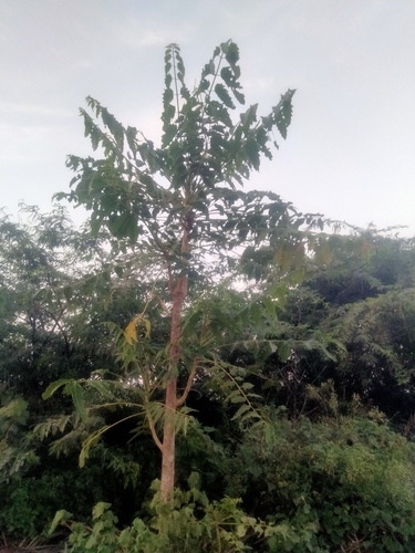 Image of Ailanthus excelsa by (c) vaazhaikumar, some rights reserved (CC BY)