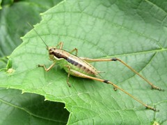 Pachytrachis gracilis