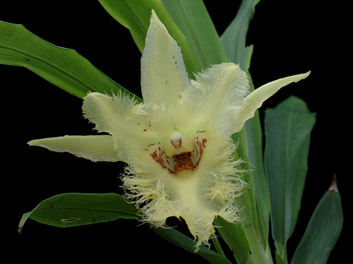 Chondroscaphe amabilis