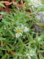 Paronychia argyrocoma