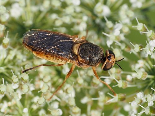 Odontomyia microstoma