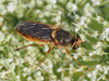 Odontomyia microstoma - Photo (c) Julian Fuchs, some rights reserved (CC BY-NC), uploaded by Julian Fuchs