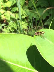 Epistrophella emarginata
