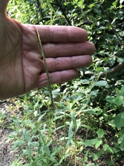 Sphenopholis intermedia