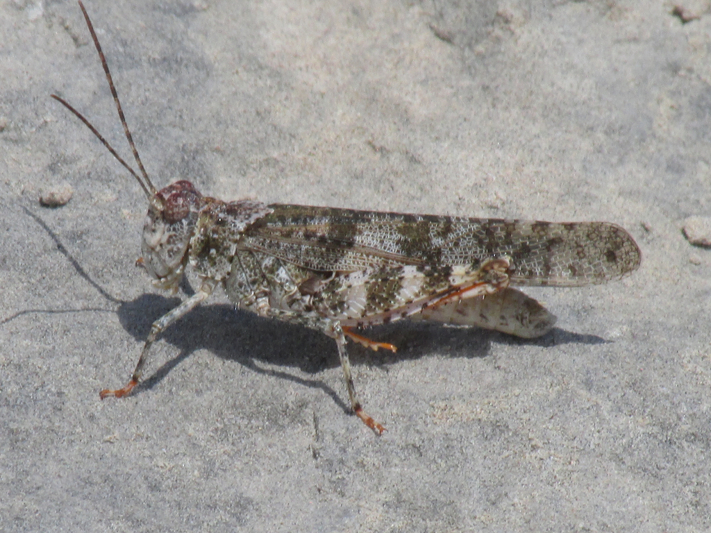 Campestral Grasshopper