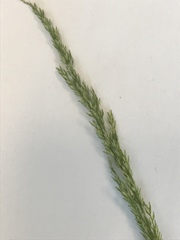 Sphenopholis intermedia