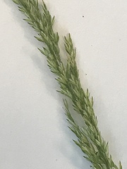 Sphenopholis intermedia