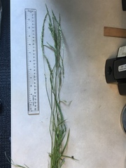 Sphenopholis intermedia