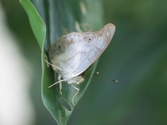 Eulaceura osteria