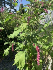 Amaranthus caudatus