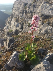 Boykinia richardsonii