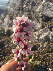 Boykinia richardsonii